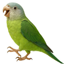 South American Parakeets Medium